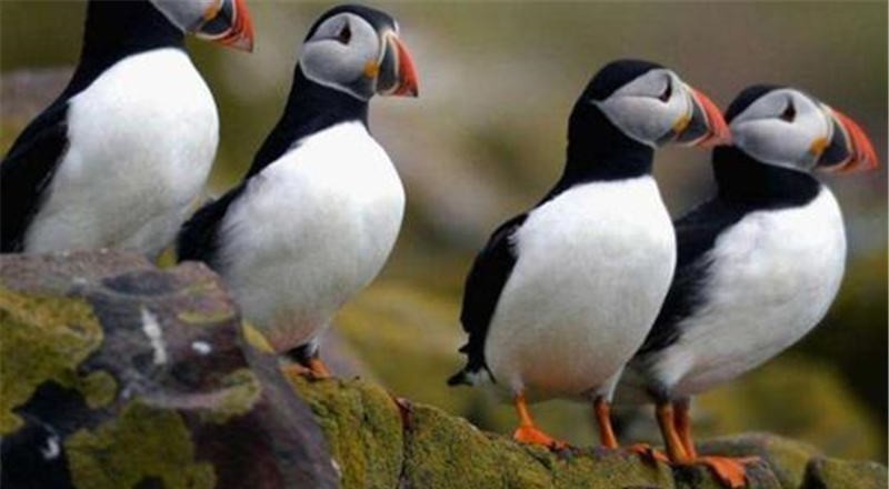 民族|比中国人还能吃的民族,连国宝都不放过,一天一头吃不过瘾