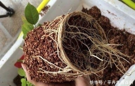 扦插月季老是死教你3个小方法,枝条炸出大白根,插一根活一根