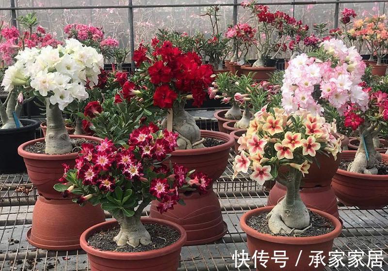 太阳花|5种漂亮花，一年能开200天，越热开的越猛，花朵蕾蕾满阳台