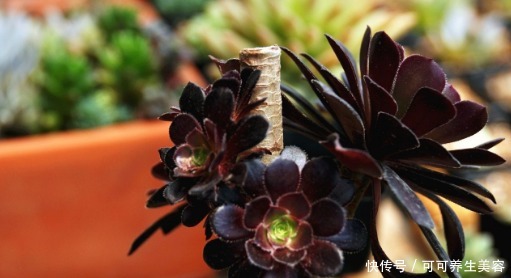 养多肉要挑“惹眼”的,养花人喜欢这“3种”,高端精致还好养活!