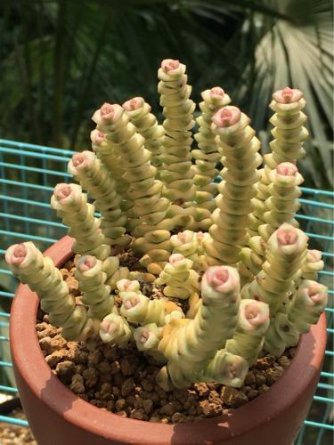 5种不怕热的多肉植物,夏天虐着养,新手也能养爆盆