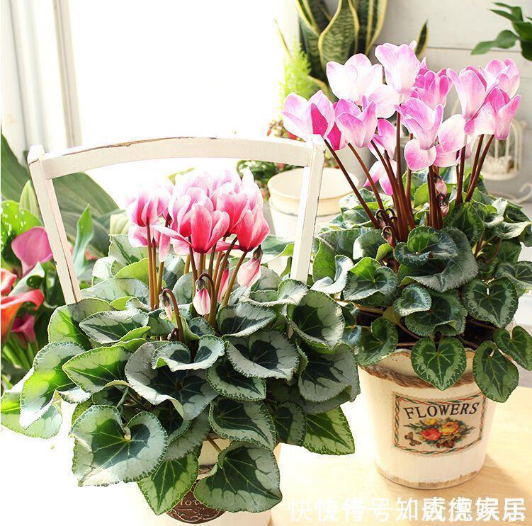 10大“吉祥花”适合养客厅，格调高，株型美，旺财又护家