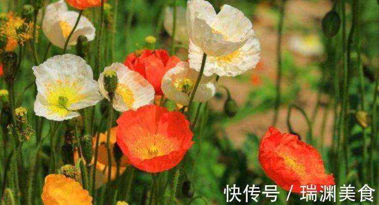 爆盆|4种花很漂亮，好养易活能爆盆，花色鲜艳夺目，花朵美艳迷人