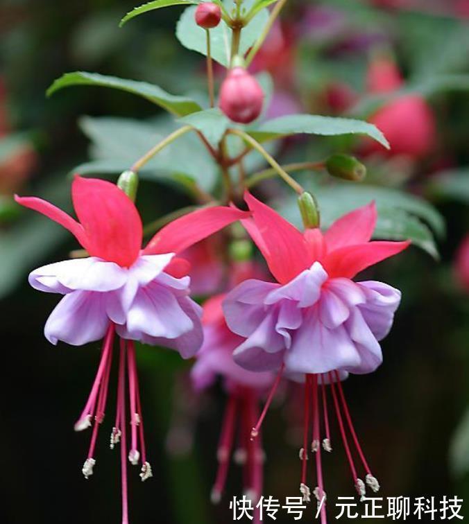 最受欢迎的3种花,全年开花不停,花色艳丽,花开枝繁叶茂,美