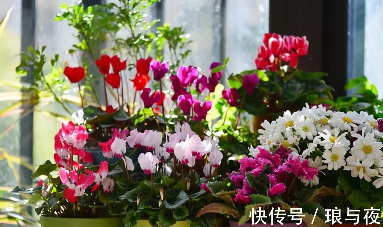 花卉|这“8种”花，最能耐寒，哪怕天气再“寒冷”，也能开花旺盛