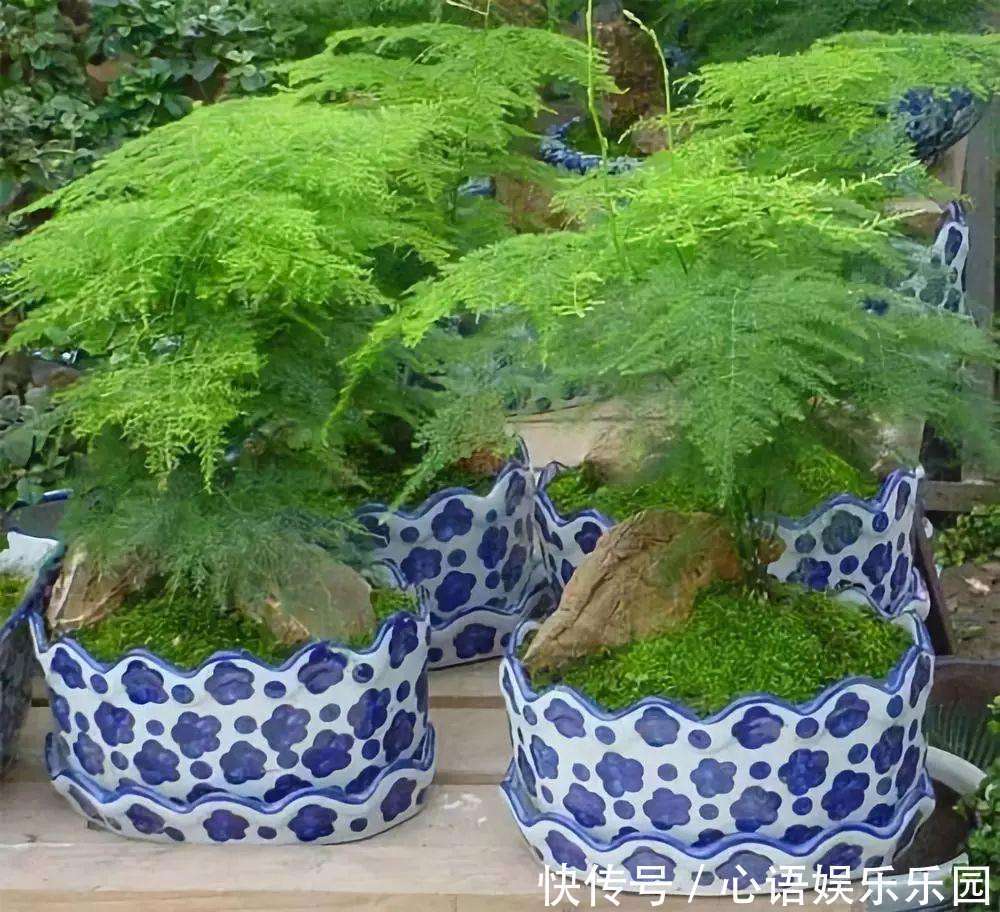 修剪|她家的文竹成了精，爬的满屋都是，剪不迭！