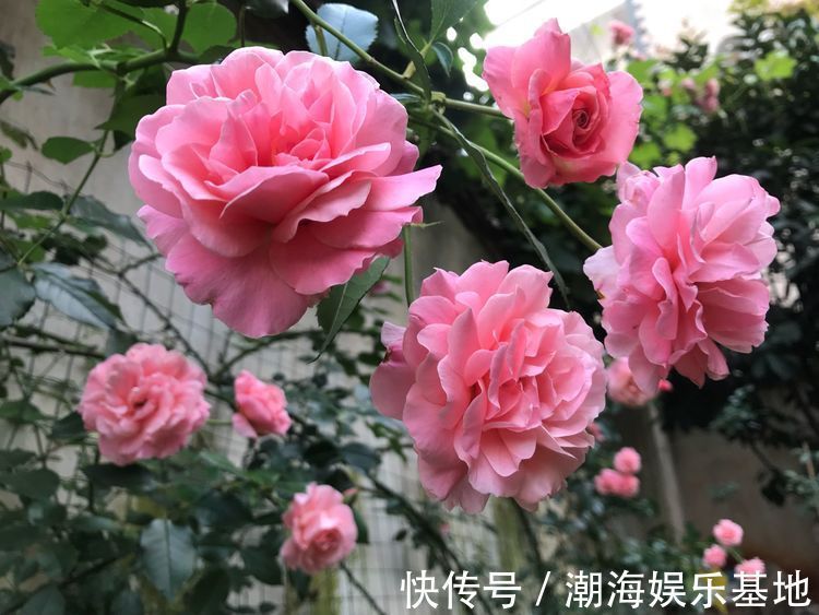 花型|家养这些植物,阳台开出花海,花大色艳,家中常常有花赏