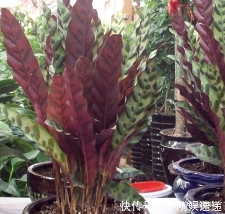 盆栽虎皮兰的3大忌你知道吗稍不注意就会“烂根”生长缓慢