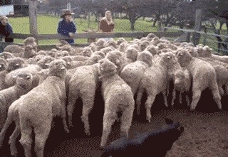 |搞笑趣图段子:美女想按摩可以找我,我可是专业的