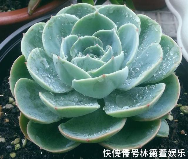绿法师|多肉不能随便养,挑这3个品种,三五年成老桩,价值涨了不少