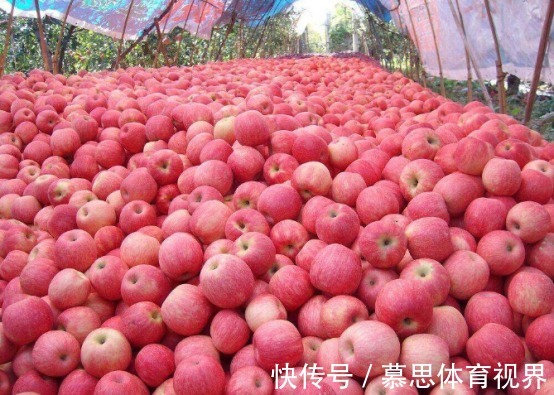 健康|晚上吃苹果不要“命”?营养家说出实话,什么时间吃苹果才健康