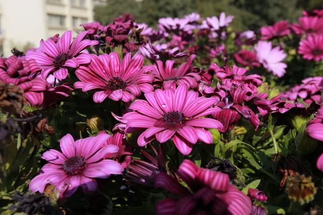 云赏花！一大波高校春景来袭，来看看你的学校→