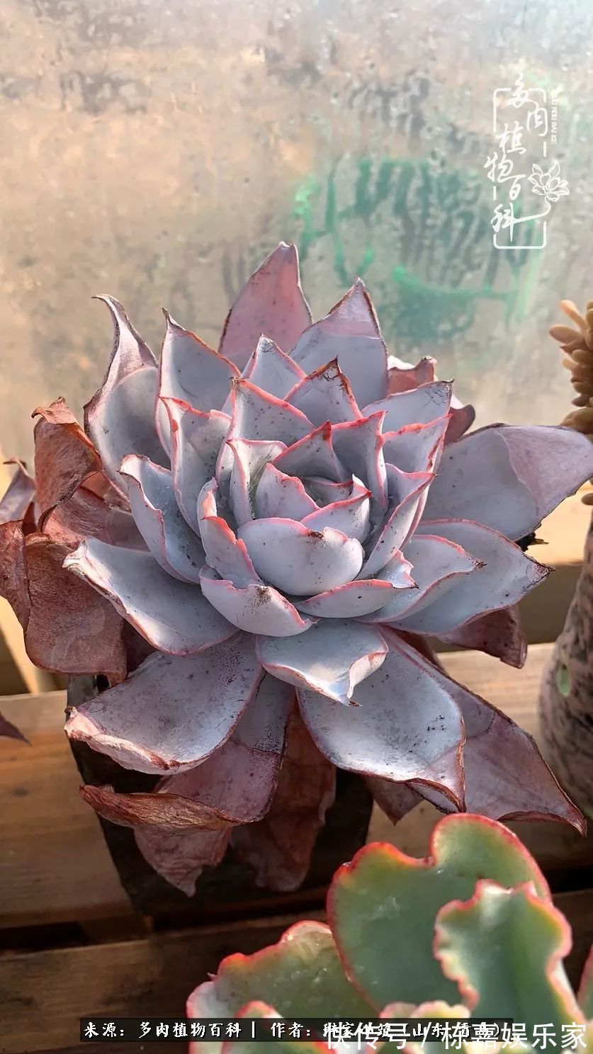 大棚|多肉住进暖棚,坦然越冬,放肆浇水,这个冬天有点甜!