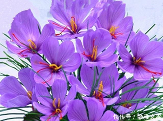 这几种盆栽花卉,谁见了都说是假花,只因为它们太美了