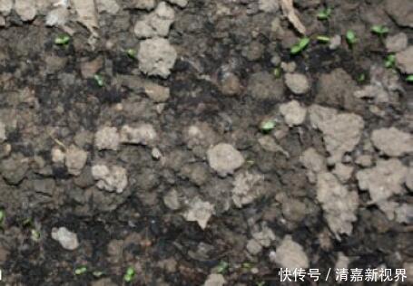 灭菌|养花的土，这样消毒“处理一下”，没有虫子病菌，花草长得旺！