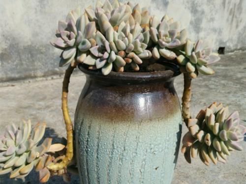 3种“零差评”的多肉植物，新手、老手都喜欢，养成老桩更好看