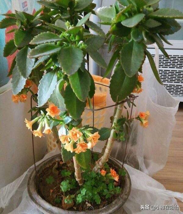 新芽|养长寿花,做到这3个关键点,开花特别多美极了,一盆能养上十年