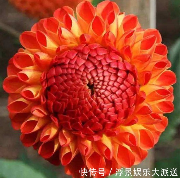 名花|喜欢菊花，不如试试“世界名花”大丽花，花开色彩瑰丽，花朵优美