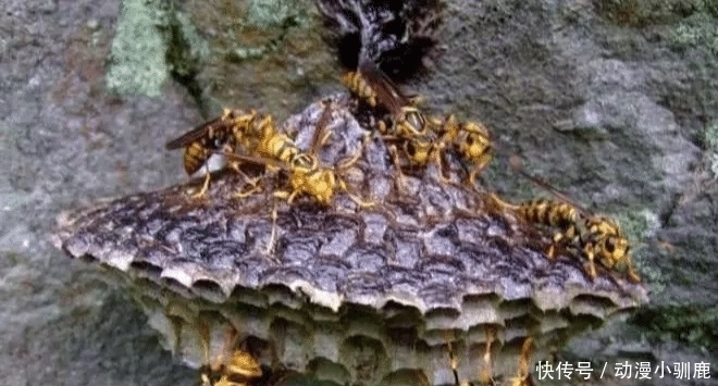 动物|农村这8种动物最好不要碰, 尤其是最后看着都害怕