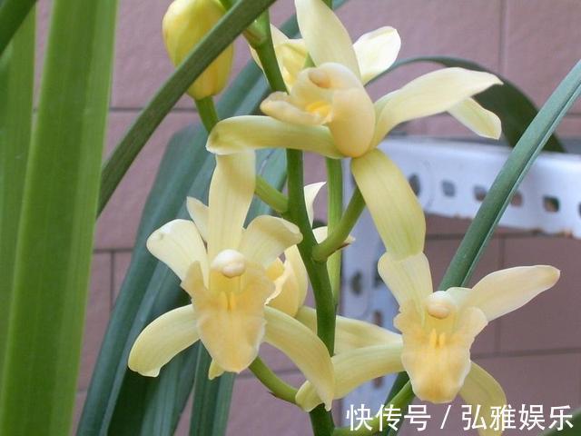 兰花|毫无杂色的兰花,花开金黄,香味浓郁,四季开花