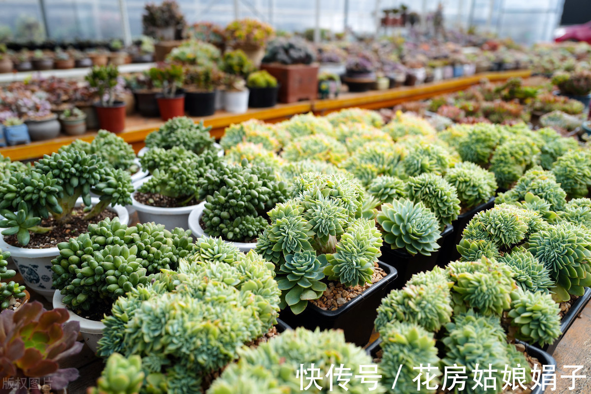 夏天|快到夏天的“三伏天”了，多肉植物黄叶、发霉、腐烂，怎么做？