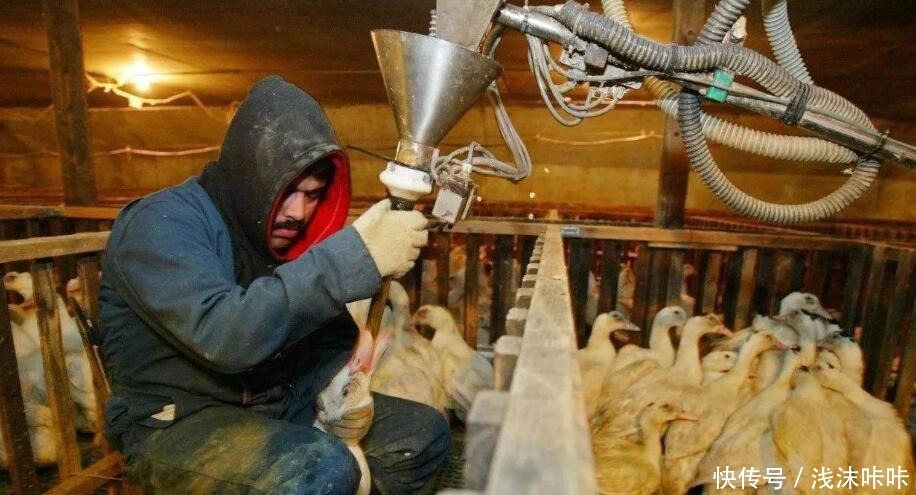 食材|为什么法国餐厅的鹅肝上万块一个很正常,咱们的鹅肝却很便宜呢