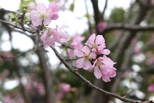 宝墨园迎来“四大美人”，与游客市民齐齐赏樱