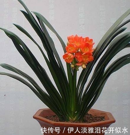 太阳|君子兰3年不开花，老婆在盆里埋了一点“它”，花开红火像太阳！