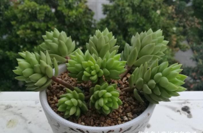 青丽|养多肉只知黄丽不知青丽?那你落伍了,它们是长得十分雷同的多肉