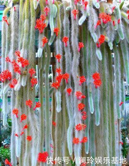 她家一棵“九尾狐”，开花超艳丽，邻居看了都眼馋！