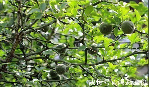 防贼|农村这种“防贼”树,浑身都是宝,能当野菜又能化痰清肠胃