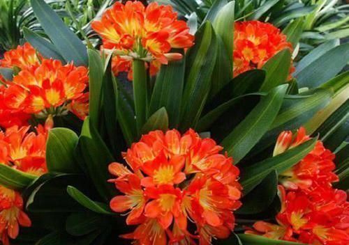 君子兰|养君子兰就像“种白菜”狂长叶不开花,3个解密,开花几十年