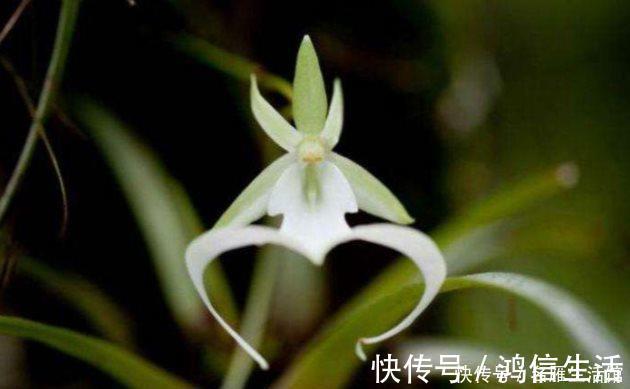 翡翠兰|知道兰花有多少个兰花一共有7个种类，知道你养的那种吗