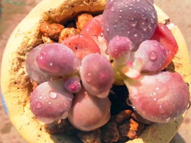 它们不是桃蛋,只是和桃蛋很像,有的香气十足,有的和汤圆一样圆