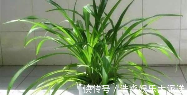 空气湿度|吊兰“干尖黄叶”，注意3个方面“不达标”，别忽视！