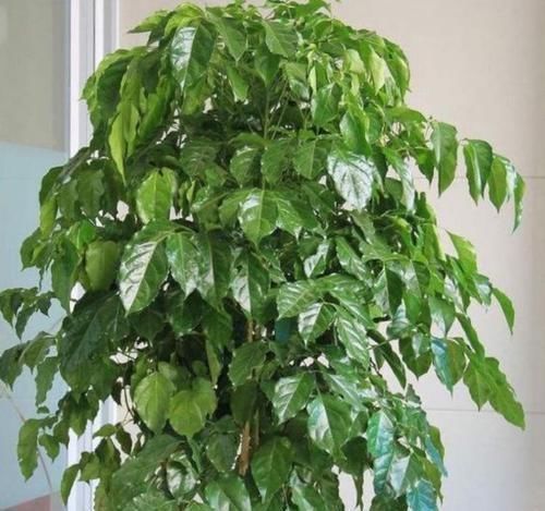 金边吊兰|聪明人都养4种花,净化空气,家里养一盆,招财又纳福