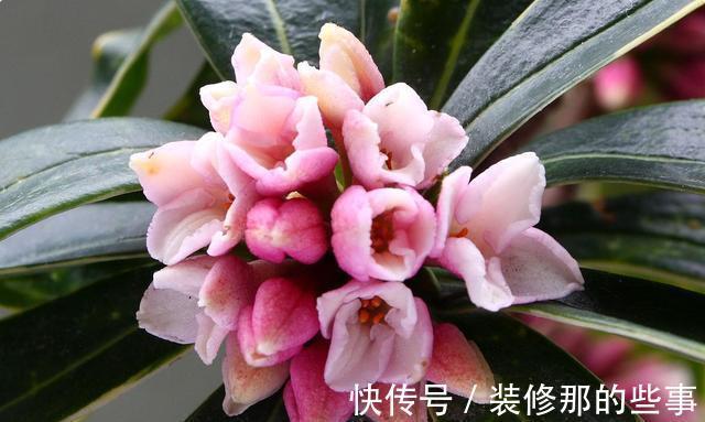 夏季养金边瑞香，这些事情不能耽误，不然萎蔫又烂根