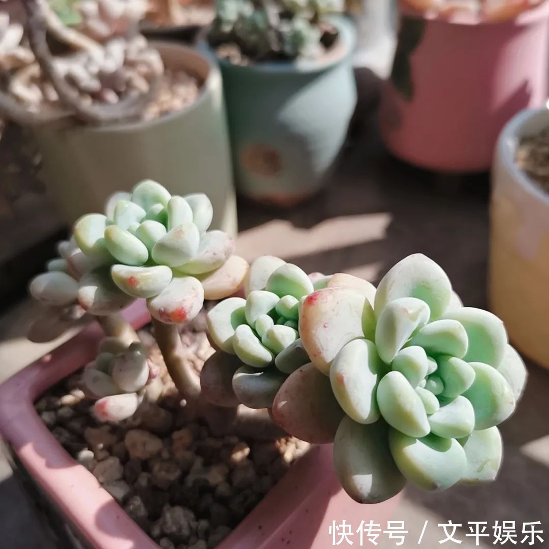一组逆袭成功的多肉给它时间,它就会给你好看!