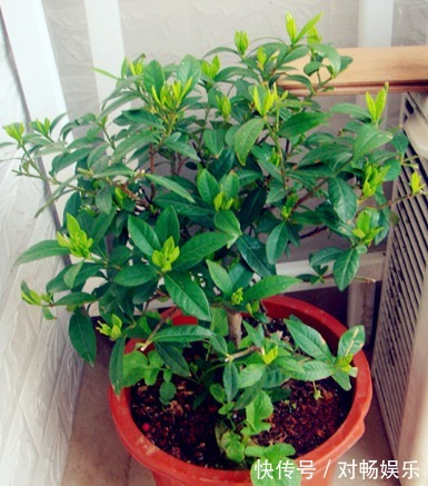 盆栽栀子花注意这几点，花开爆盆！长得快！3年下来，长成老桩！