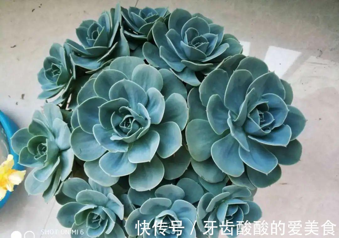 1个盆里塞800棵多肉,鼓到爆炸,看都不敢看