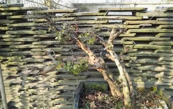 地养三年的雀梅，拿到集市上，被人三千块买走，真是赚到了