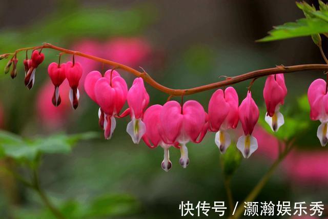 13种“昂贵花”,开花魅力无穷,可价格太高,养得起的人非富即贵