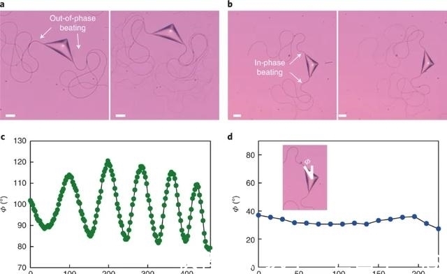 烷烃|Nature子刊:油滴“游泳”,姿势少见