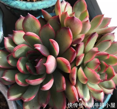 群生|安徽大妈养一多肉可真美,长成群生手捧花,叶子自带红边边