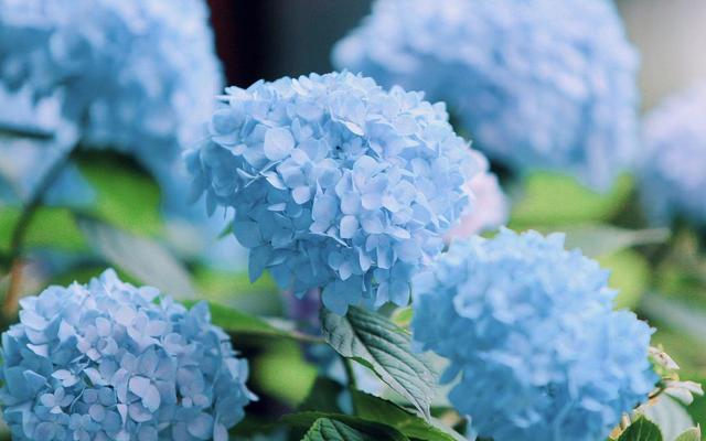 3种彩头花，寓意美好花量大，适当养护就能爆盆吉祥如意