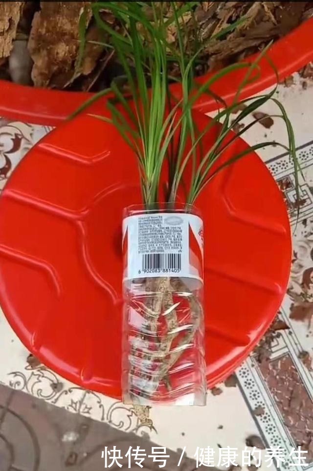 兰花上盆,矿泉水瓶做套筒,兰花长得更好!