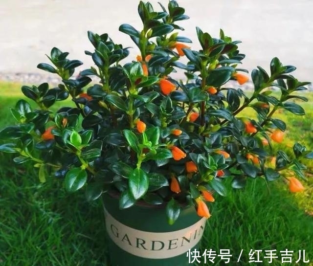 吊兰|早春养金鱼吊兰,做好这5件事,枝头开满“小金鱼”,好看又吉祥