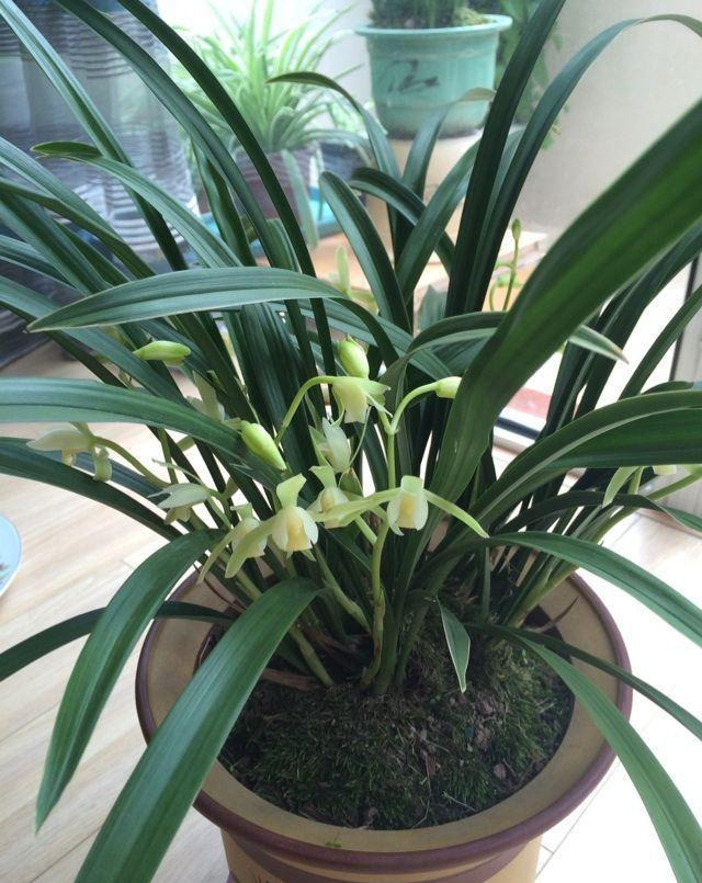 损伤|养花浇水有讲究,3个“手病”使不得,浇一盆死一盆