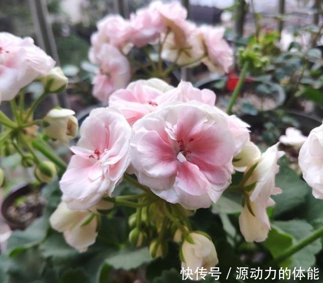 这种从童话里走出来的花,耐寒又耐热,还易养成花球!