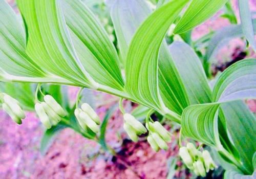 天然“保健品”找到了，女性用来泡水喝，赶走妇科病，防乳腺癌！